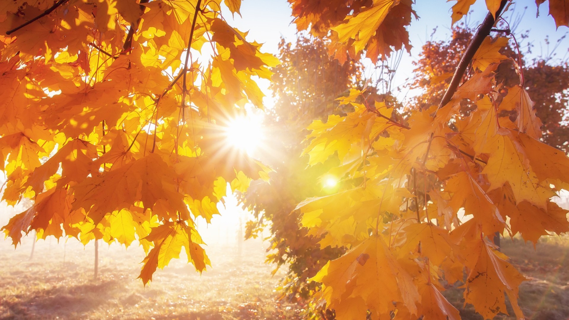 Blätter im Sonnenlicht