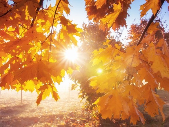 Blätter im Sonnenlicht