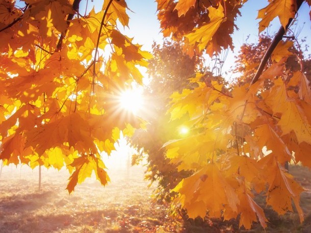 Blätter im Sonnenlicht