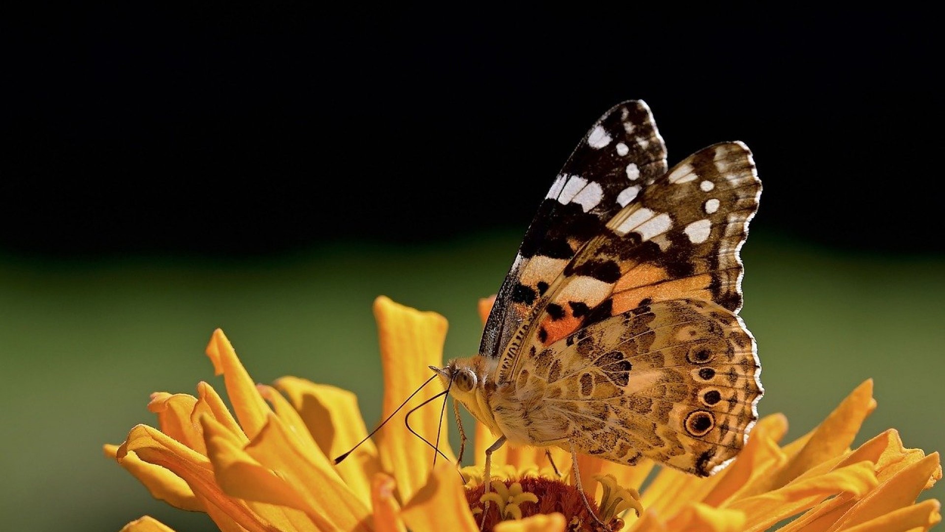 butterfly-8150709_1280
